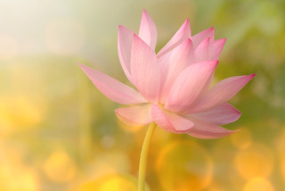 http://www.dreamstime.com/royalty-free-stock-images-lotus-image28895449