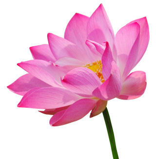 http://www.dreamstime.com/royalty-free-stock-image-pink-lotus-image21418066