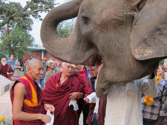 Lama Zopa Rinpoche blessing another elephant in Bodhgaya, India, 2012. Photo by Ven. Roger Kunsang. 