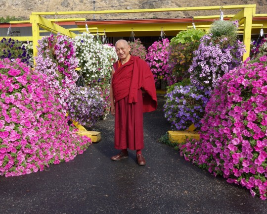 After arriving in Washington, Lama Zopa Rinpoche shopped for extensive flower offerings for the new Amitabha Buddha statue, driving as far as two hours away looking for flowers, US, July 2014. Photo by Ven. Roger Kunsang.