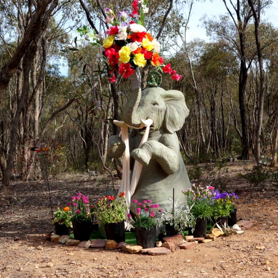 Elephant making offerings to Great Stupa of Universal Compassion, Bendigo, Asutralia, October 2014. Photo by Ven. Roger Kunsang.