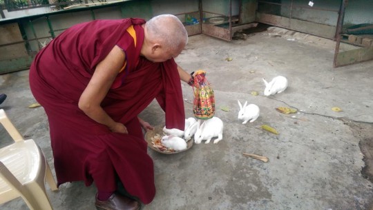 Lama Zopa Rinpoche blesses rabbits at Osel Labrang, Bylakuppe, India, December 2014. Photo by Ven. Roger Kunsang.