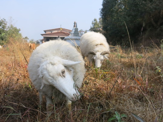 Resident sheep at Animal Liberation Sanctuary, Kopan, Nepal, January 2014. Photo courtesy of Phil Hunt.