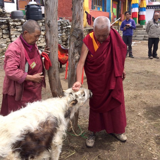 Lama Zopa Rinpoche with his sister, Ani Samten, and a Lawudo cow. Rinpoche's brother Sangay Sherpa looks on in the background, Lawudo Gompa and Retreat Center, Solu Khumbu, Nepal, April 2015. Photo by Harry Sutton.