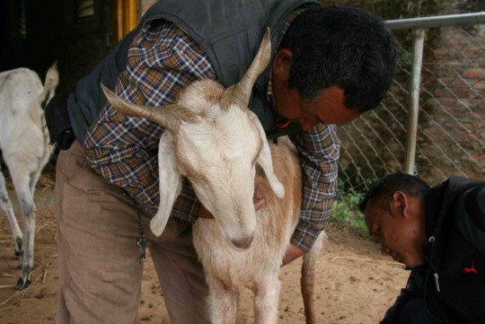 Samadhi the goat at the Animal Liberation Sanctuary being held by the caretaker (who's from Tsum) while Pema (the manager) treats him, Kathmandu, Nepal, April 28, 2015. Photo by Phil Hunt.