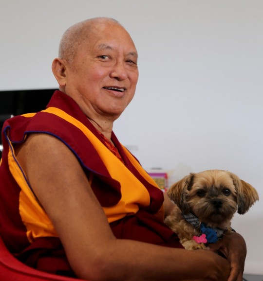 Lama Zopa Rinpoche and a cute canine friend,  Adelaide, Australia, May 2015. Photo by Ven. Thubten Kunsang.