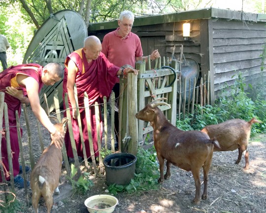 Lama Zopa Rinopche feeding and blessing goats kept by Paula and Matti de Wijs (picture on right), Amsterdam, Netherlands, July 2015. Photo by Ven. Thubten Kunsang.