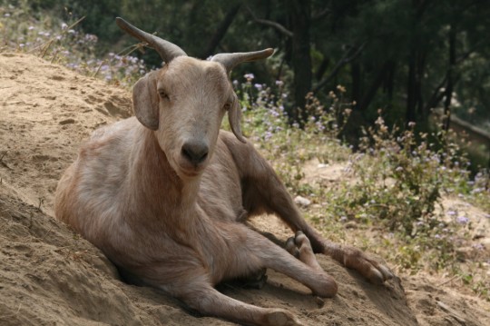 This goat, Dzambhala, benefited from Animal Liberation Sanctuary until his death in March 2013. Photo courtesy of Animal Liberation Sanctuary.