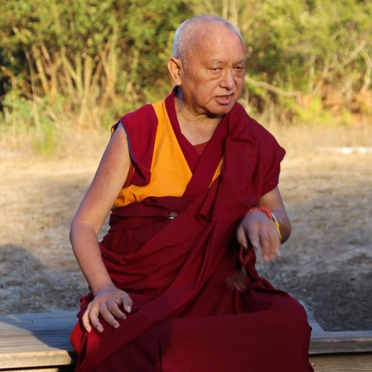 Lama Zopa Rinpoche in the meadow at Land of Medicine Buddha, Soquel, California, October 2015. Photo by Ven. Thubten Kunsang.