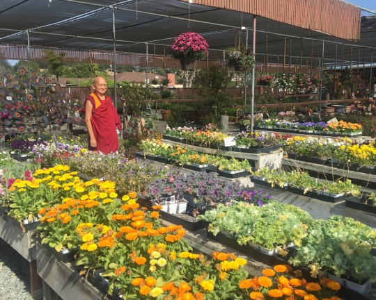 Lama Zopa Rinpoche shopping for flower offerings at a plant nursery, California, US, October 2015. Photo by Ven. Roger Kunsang.