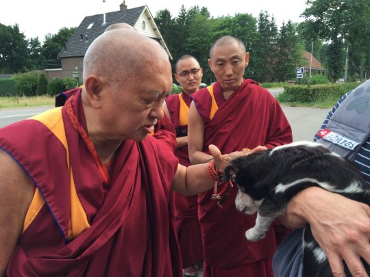 Lama Zopa Rinpoche blessing a Dutch student's 17-year-old dog, the Netherlands, July 2015. Photo by Ven. Thubten Kunsang.