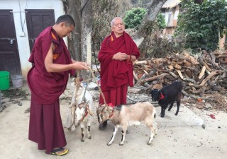 Rinpoche Liberates Goats at Maratika