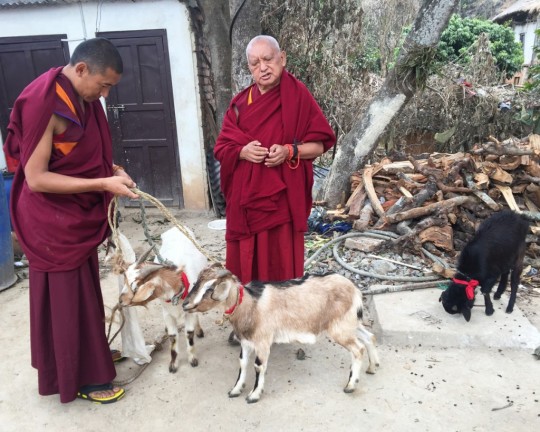 Lama Zopa Rinpoche with Ven. Sangpo liberating goats, Maratika Caves, Nepal, February 2016. Photo by Ven. Roger Kunsang.