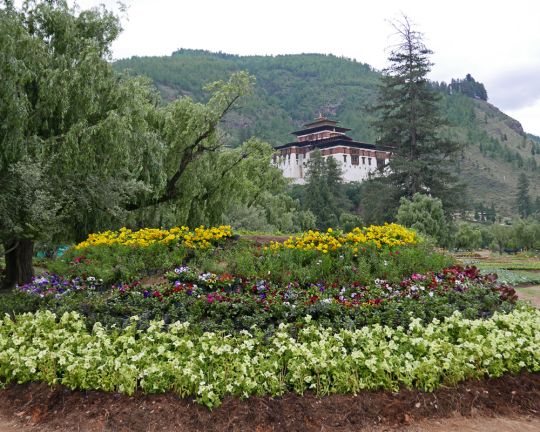 The annual flower exhibition with a view of Rinpung Dzong in Paro, Bhutan, June 2016. Photo by Ven. Roger Kunsang.