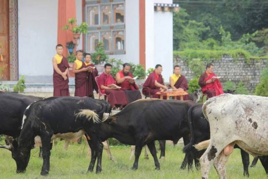 Bulls under the care of JAST receiving blessings. 