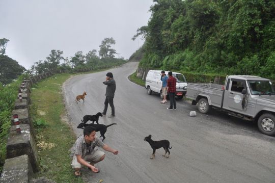 JAST members rescuing the distraught dogs from the side of the road. 