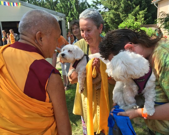 Lama Zopa Rinpoche blessing two dogs on the way to teaching, Maitreya Instituut, Loenen, Netherlands, July 2015. Photo by Ven. Roger Kunsang.