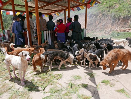 Dogs gathered at Jangsa Animal Saving Trust while Lama Zopa Rinpoche gave blessings, Bhutan, June 2016. Photo by Ven. Roger Kunsang.