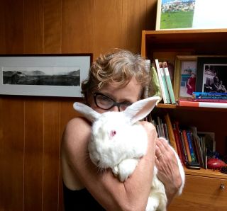 The Great Rabbit Liberation of 2016