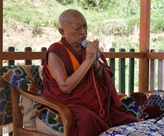 Helping Stray Dogs: A Thank You Letter from Rinpoche