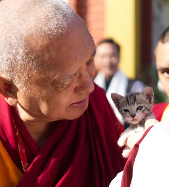 lama-zopa-rinpoche-blessing-kitten