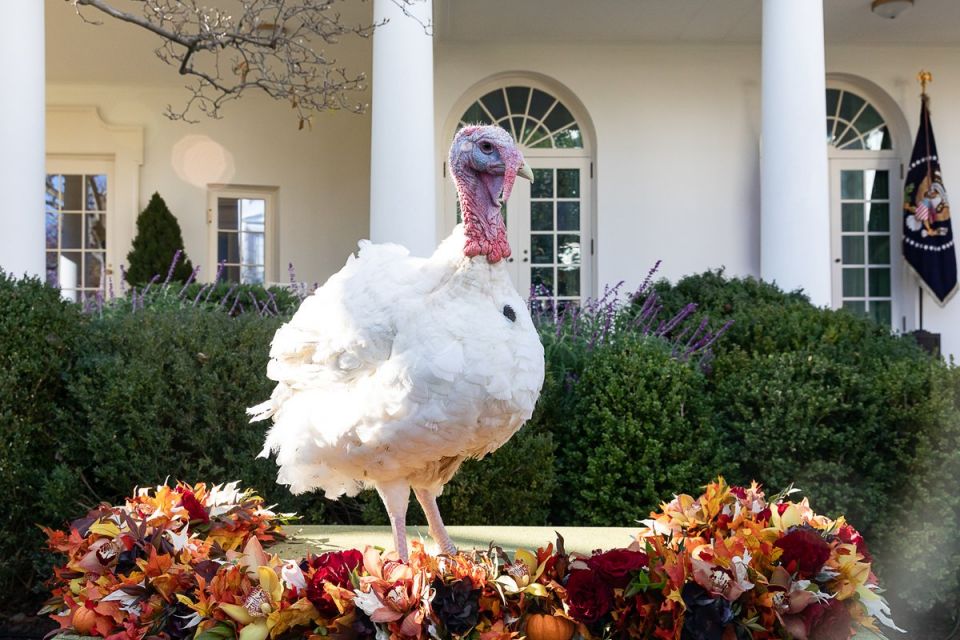 Turkey in front of White House