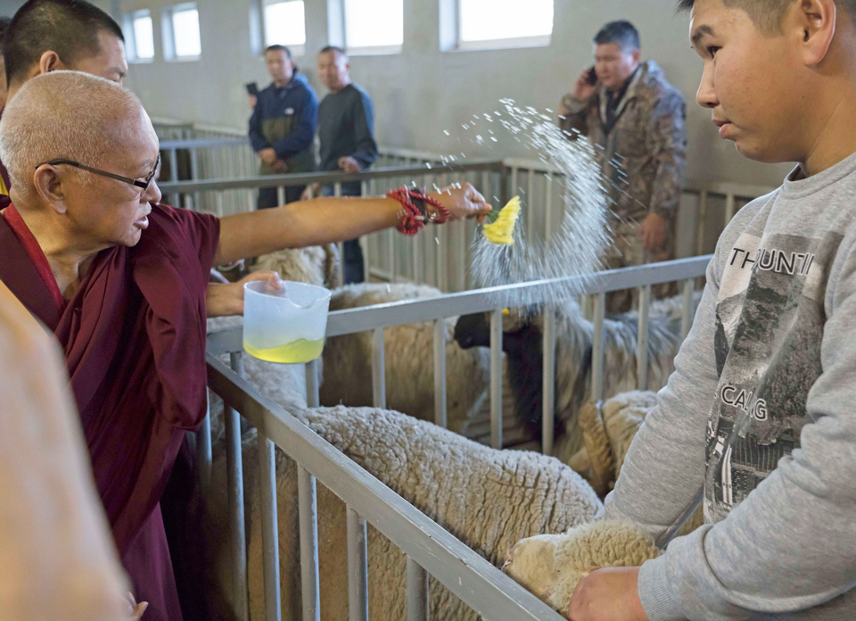 Lama-Zopa-Rinpoche-blessing-sheep-Kalmykia-Oct-2019