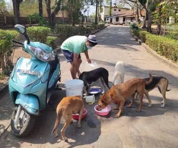 Support Offered to Sick and Injured Dogs in Bylakuppe, India