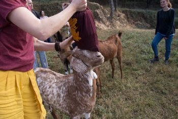 The Animal Liberation Sanctuary, Nepal: Saving Animals from Untimely Death