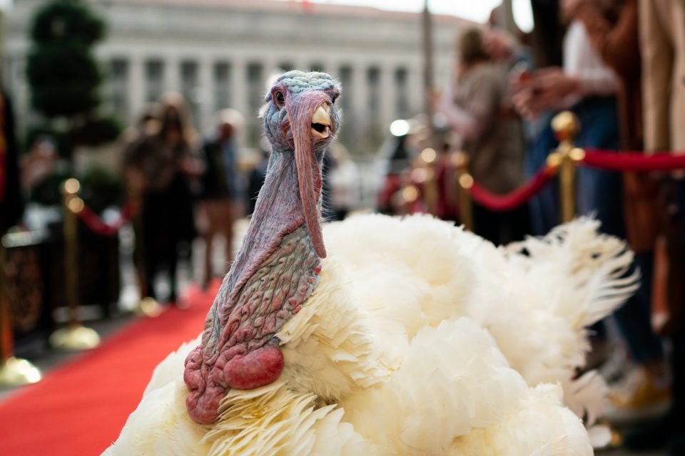 close up of a large turkey on a red carpet with photographers in the background