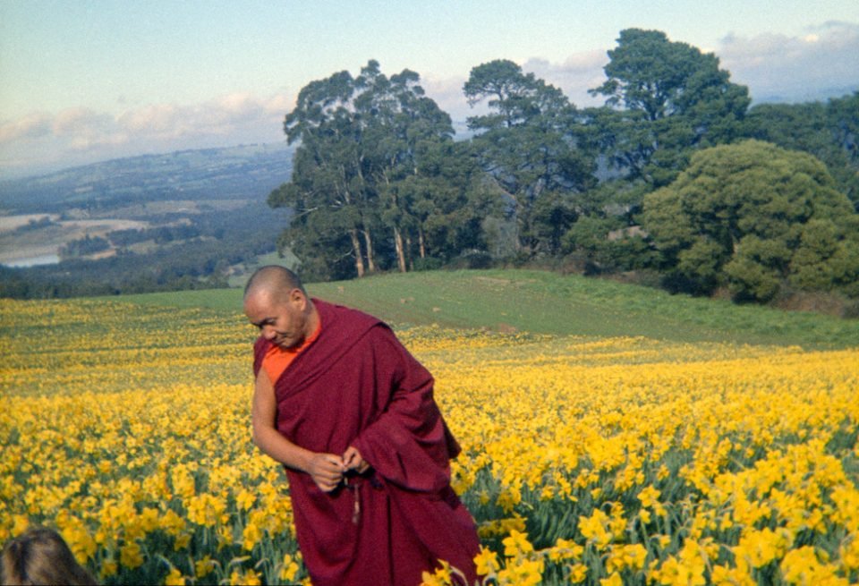 Lama Yeshe standing in a field of yellow blooming daffodils