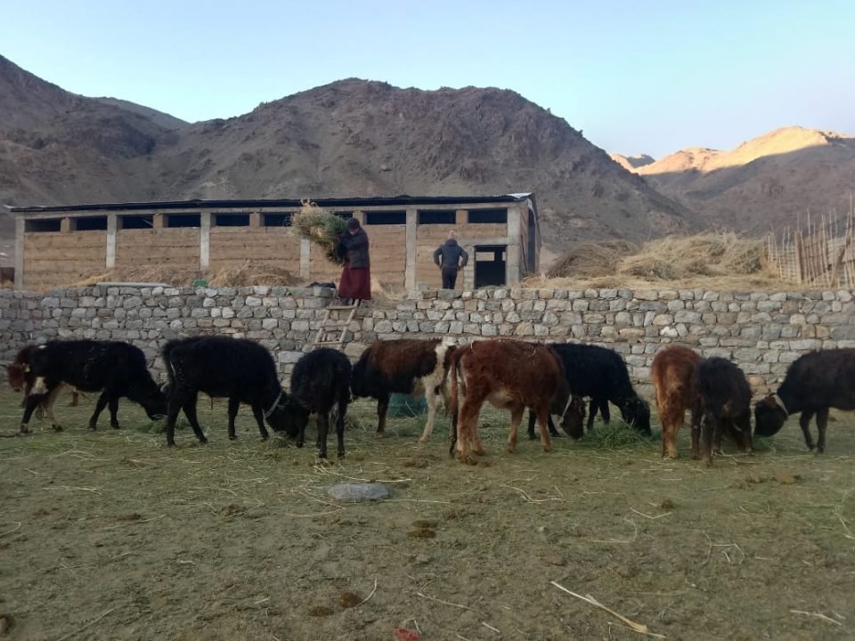 Support to Taru Gayphel Tsogspa Animal Welfare Society, Leh, Ladakh