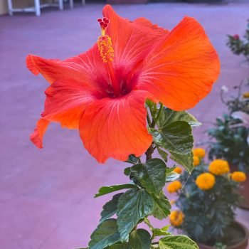 close up for red-orange flower