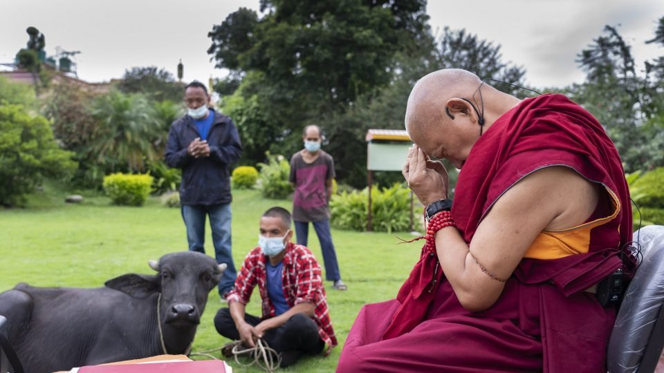 Lama Zopa Rinpoche offering prayers to a rescued water buffalo Rinpoche named Bodhichitta