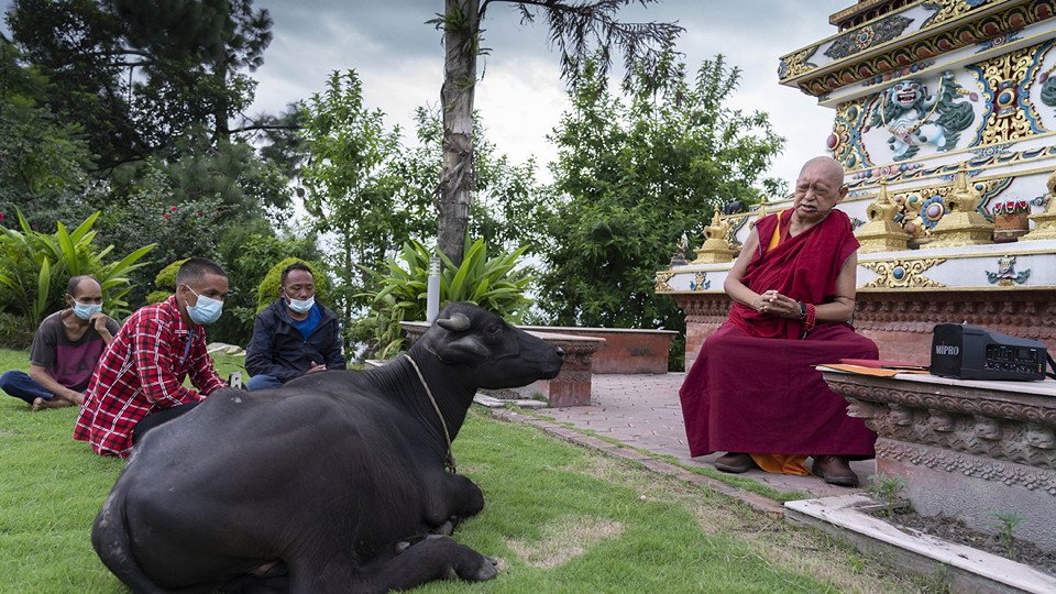 Lama Zopa Rinpoche sitting on a chair reciting to a water buffalo next to a stupa