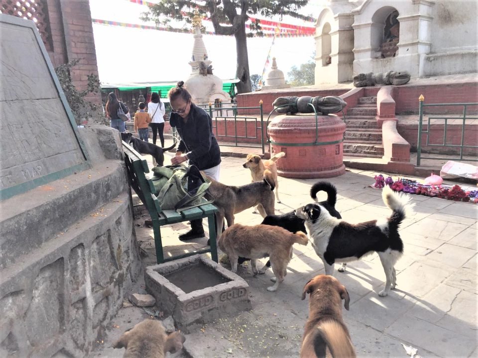 Feeding the Desperate Animals of Kathmandu