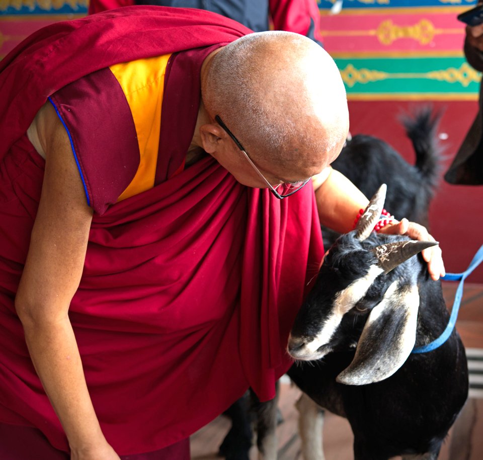 Lama Zopa Rinpoche bent over blessing a goat