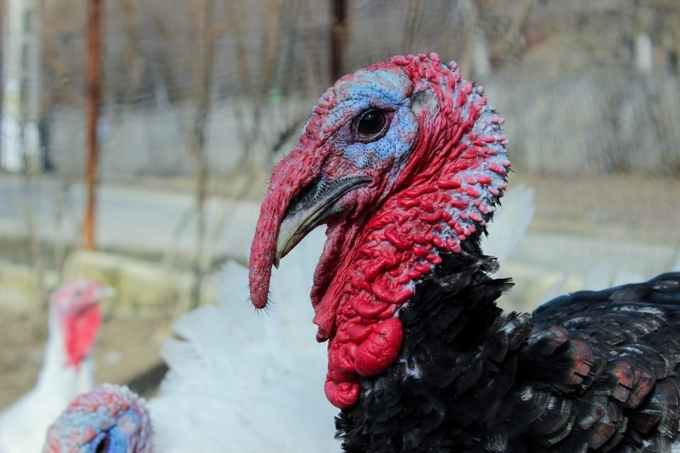 Lama Zopa Rinpoche’s Advice for Benefiting Turkeys on the U.S. Thanksgiving Holiday