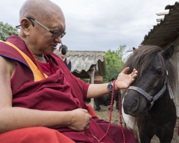 lama-zopa-rinpoche-blessing-sanctuary-horse-june-2019