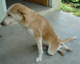 Khaki / White Dharma Dog Leggings - Dharamsala Animal Rescue