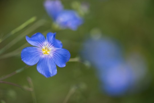 Flowers at Buddha Amitabha Pure Land, Washington, US, 2015. Photo by Chris Majors.