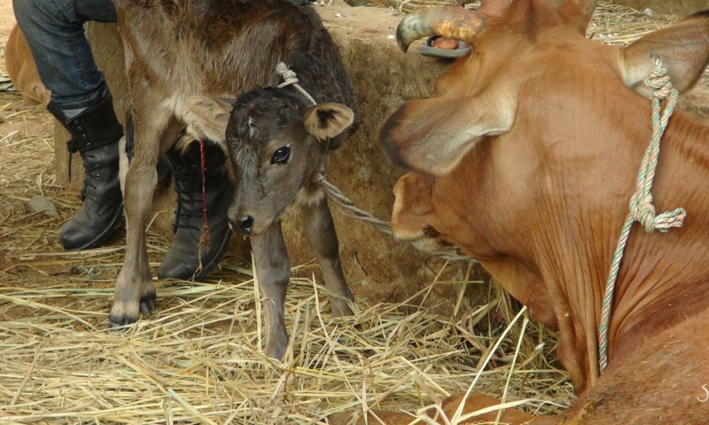 A calf and its mother, Nepal, May 2015. Photo by Phil Hunt.