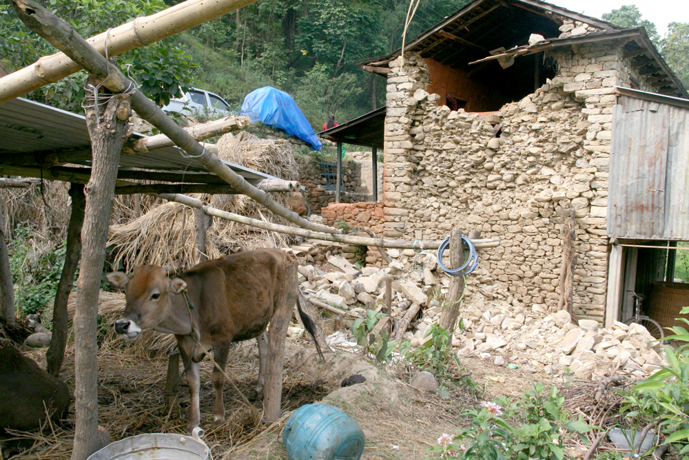 Temporary shelter for calf, Nepal, May 2015. Photo by Phil Hunt.