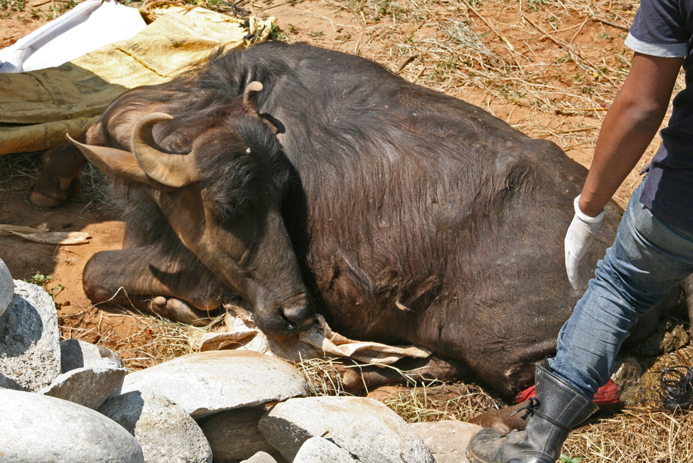 A water buffalo with a broken femur, Nepal, May 2015. Photo by Phil Hunt.