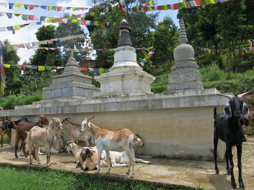 Goats at the Animal Liberation Sanctuary, Nepal, August 2015. Photo by Tania Duratovic.