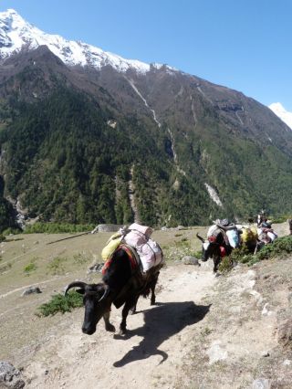 yak-carrying-loads-on-their-backs-following-a-trail-tsum-nepal-may-2018-photo-by-tsum-pilgrimage-participant