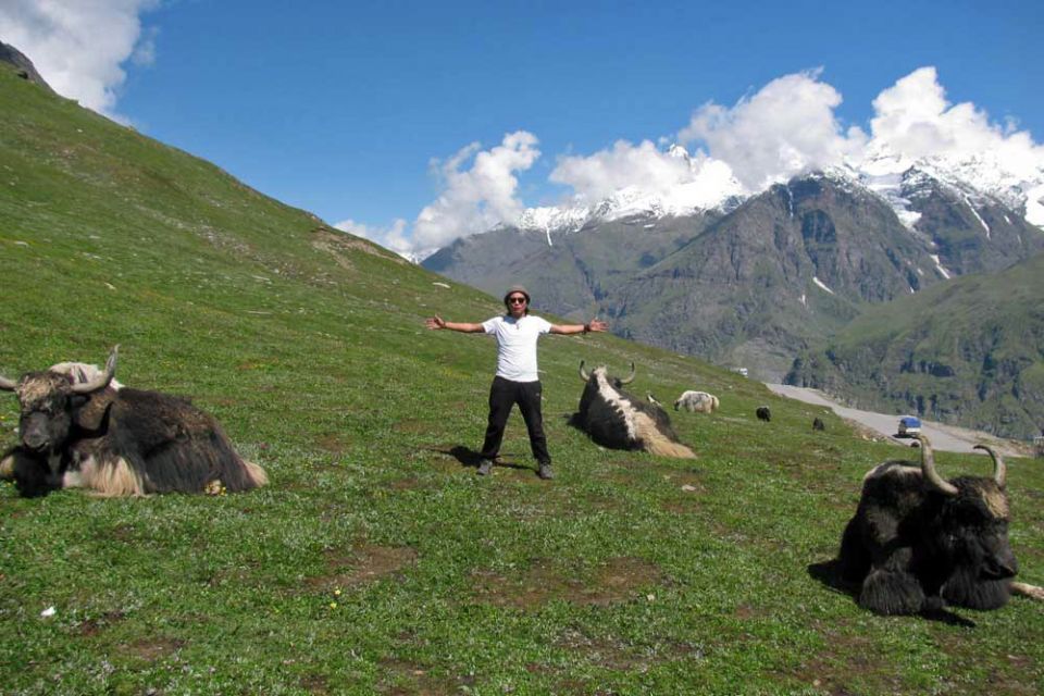 A person wearing a white tshirt and black pants with arms outstretched on either side of the body and yaks on the grass nearby on a green mountainside with a mountain peak in the background and blue sky with white clouds.