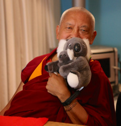 Lama Zopa Rinpoche with koalas, Blue Mountains, NSW, Australia, June 2015. Photo by Ven. Thubten Kunsang