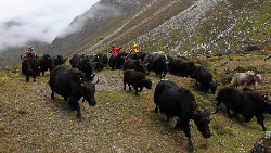 Yaks that were going to-be-killed in Rowaling Nepal