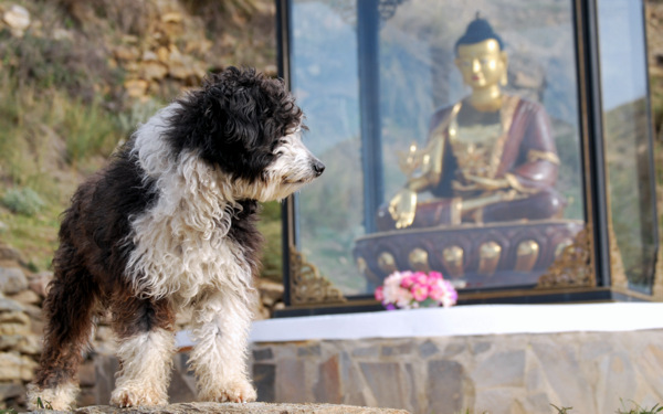 O.Sel.Ling Welcomes New Medicine Buddha Statue